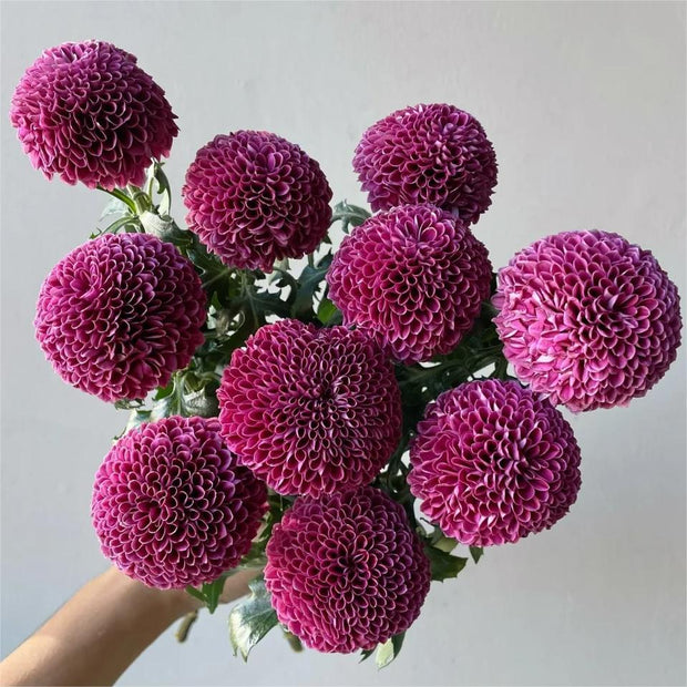 🏵️Colorful Ping Pong Chrysanthemum Seeds
