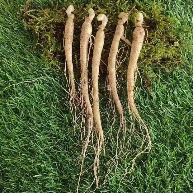 Precious Ginseng Seeds  Herbaceous Perennial