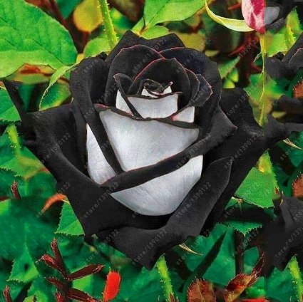 bag Black Rose Flower Colorful Rose Petals Plant Seeds for Home Garden