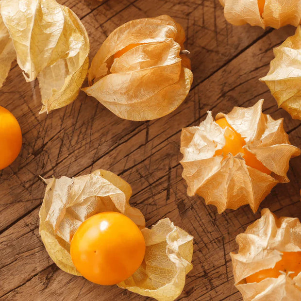 Rare Golden Berries, Easy to Grow! 🌱