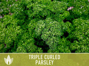 Triple Curled Parsley Herb Heirloom Seeds - Moss Curled Parsley, Microgreens, Seed Packets, Non-GMO, Open Pollinated