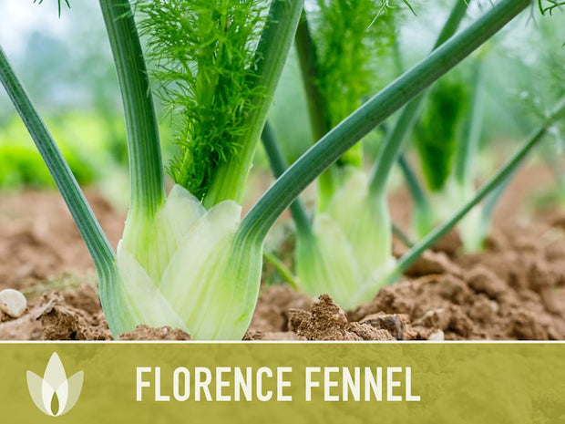 Florence Fennel Heirloom Seeds - Non-GMO, Medicinal Herb, Culinary Herb, Open Pollinated