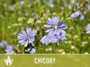 Chicory Wildflower Herb Heirloom Seeds, Flower Seeds, Wildflower, Medicinal Herb