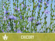 Chicory Wildflower Herb Heirloom Seeds, Flower Seeds, Wildflower, Medicinal Herb