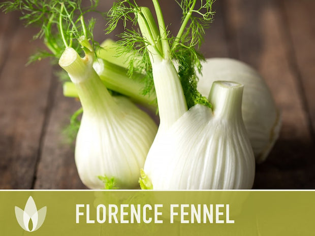 Florence Fennel Heirloom Seeds - Non-GMO, Medicinal Herb, Culinary Herb, Open Pollinated
