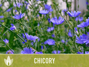 Chicory Wildflower Herb Heirloom Seeds, Flower Seeds, Wildflower, Medicinal Herb