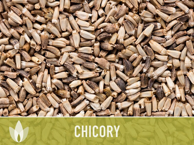 Chicory Wildflower Herb Heirloom Seeds, Flower Seeds, Wildflower, Medicinal Herb