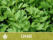 Lovage Herb Heirloom Seeds, Medicinal Herb, Herb Garden
