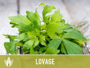 Lovage Herb Heirloom Seeds, Medicinal Herb, Herb Garden