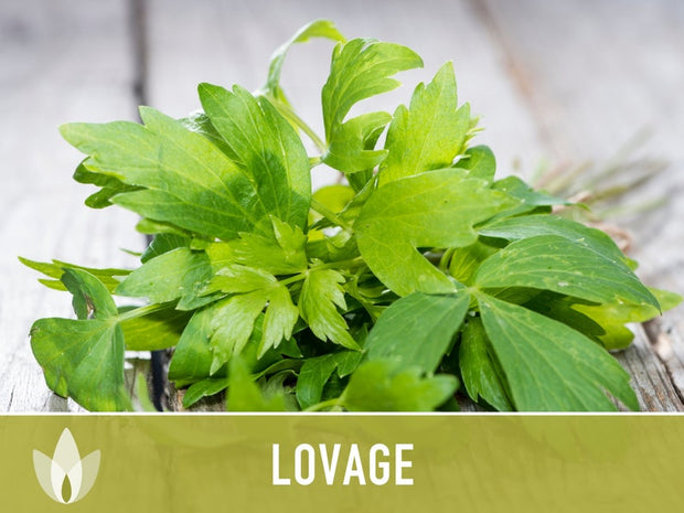 Lovage Herb Heirloom Seeds, Medicinal Herb, Herb Garden