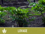 Lovage Herb Heirloom Seeds, Medicinal Herb, Herb Garden