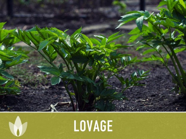 Lovage Herb Heirloom Seeds, Medicinal Herb, Herb Garden