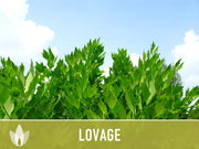 Lovage Herb Heirloom Seeds, Medicinal Herb, Herb Garden