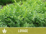 Lovage Herb Heirloom Seeds, Medicinal Herb, Herb Garden