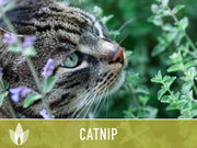 Catnip Herb Heirloom Seeds