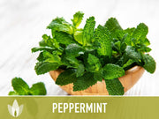 Peppermint Seeds 🌿- Heirloom Seeds, Medicinal Herb Seeds, Culinary Herb Seeds, Open Pollinated, Non-GMO