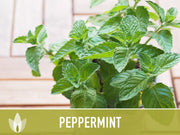 Peppermint Seeds 🌿- Heirloom Seeds, Medicinal Herb Seeds, Culinary Herb Seeds, Open Pollinated, Non-GMO