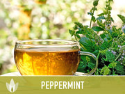 Peppermint Seeds 🌿- Heirloom Seeds, Medicinal Herb Seeds, Culinary Herb Seeds, Open Pollinated, Non-GMO