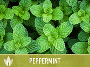 Peppermint Seeds 🌿- Heirloom Seeds, Medicinal Herb Seeds, Culinary Herb Seeds, Open Pollinated, Non-GMO