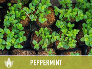 Peppermint Seeds 🌿- Heirloom Seeds, Medicinal Herb Seeds, Culinary Herb Seeds, Open Pollinated, Non-GMO