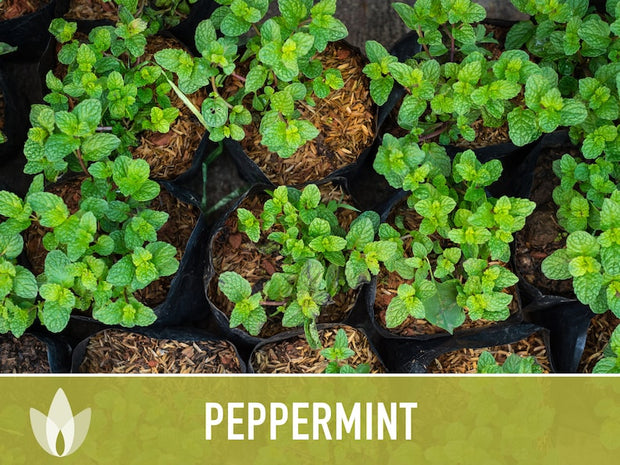 Peppermint Seeds 🌿- Heirloom Seeds, Medicinal Herb Seeds, Culinary Herb Seeds, Open Pollinated, Non-GMO