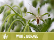 White Borage Seeds - Heirloom Seeds, Edible Flower Seeds, Medicinal Herb Seeds, Culinary Herb Seeds, Open Pollinated, Non-GMO