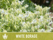 😍😍Last Day Sale - 60% OFF✨White Borage Seeds