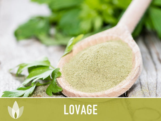 Lovage Herb Heirloom Seeds, Medicinal Herb, Herb Garden