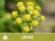 Lovage Herb Heirloom Seeds, Medicinal Herb, Herb Garden