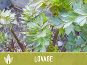 Lovage Herb Heirloom Seeds, Medicinal Herb, Herb Garden