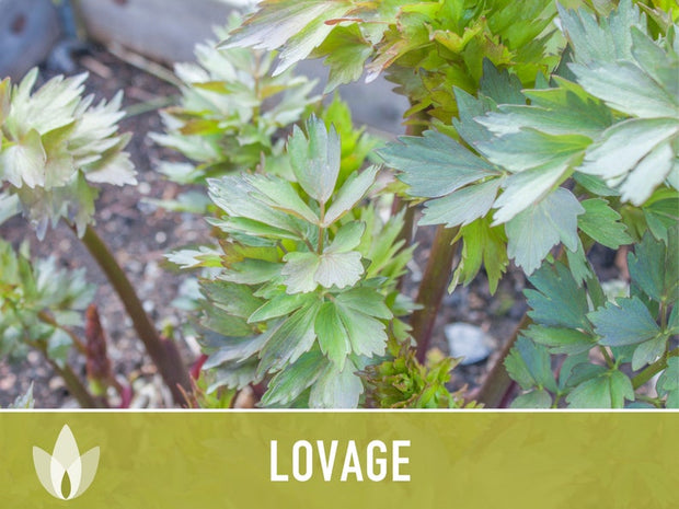 Lovage Herb Heirloom Seeds, Medicinal Herb, Herb Garden