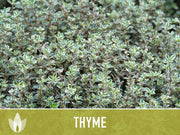 Thyme Vulgaris Heirloom Herb Seeds - Culinary Herb, Open Pollinated, Non-GMO