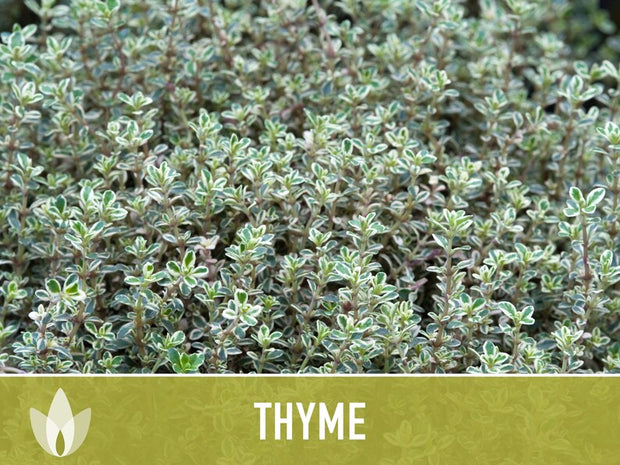 Thyme Vulgaris Heirloom Herb Seeds - Culinary Herb, Open Pollinated, Non-GMO