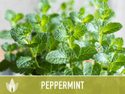 Peppermint Seeds 🌿- Heirloom Seeds, Medicinal Herb Seeds, Culinary Herb Seeds, Open Pollinated, Non-GMO