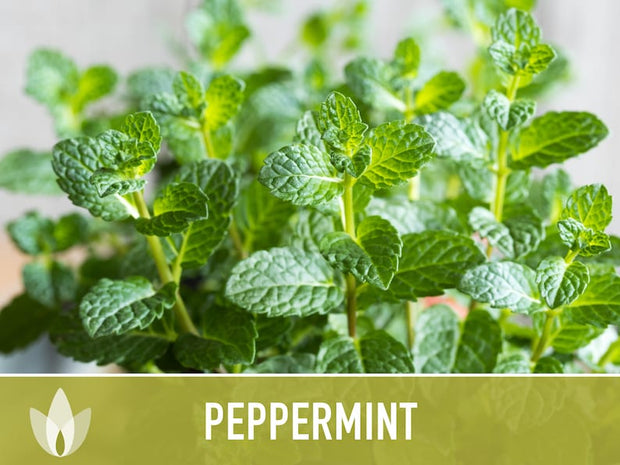 Peppermint Seeds 🌿- Heirloom Seeds, Medicinal Herb Seeds, Culinary Herb Seeds, Open Pollinated, Non-GMO