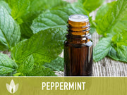 Peppermint Seeds 🌿- Heirloom Seeds, Medicinal Herb Seeds, Culinary Herb Seeds, Open Pollinated, Non-GMO