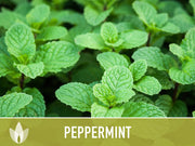 Peppermint Seeds 🌿- Heirloom Seeds, Medicinal Herb Seeds, Culinary Herb Seeds, Open Pollinated, Non-GMO