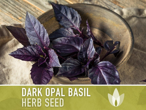 Dark Purple Opal Basil Heirloom Seeds - Culinary Herb, Non-GMO, Open Pollinated