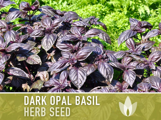 Dark Purple Opal Basil Heirloom Seeds - Culinary Herb, Non-GMO, Open Pollinated
