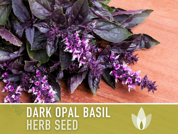 Dark Purple Opal Basil Heirloom Seeds - Culinary Herb, Non-GMO, Open Pollinated