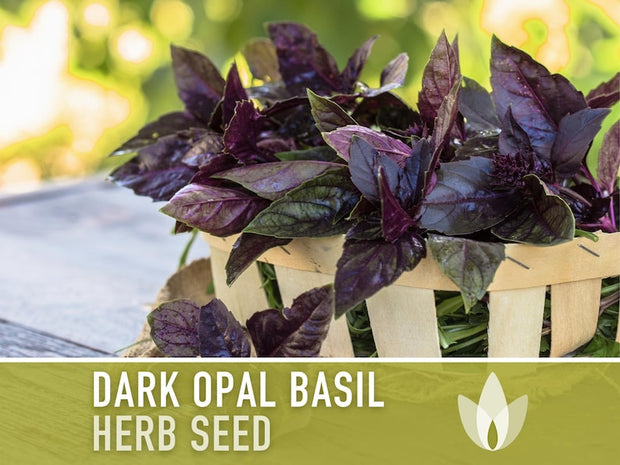 Dark Purple Opal Basil Heirloom Seeds - Culinary Herb, Non-GMO, Open Pollinated