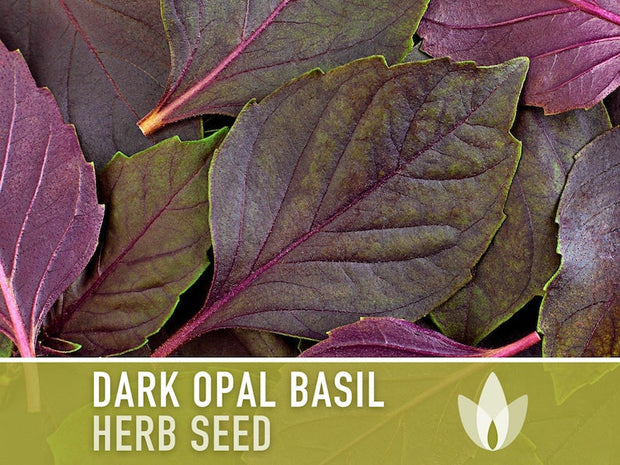 Dark Purple Opal Basil Heirloom Seeds - Culinary Herb, Non-GMO, Open Pollinated