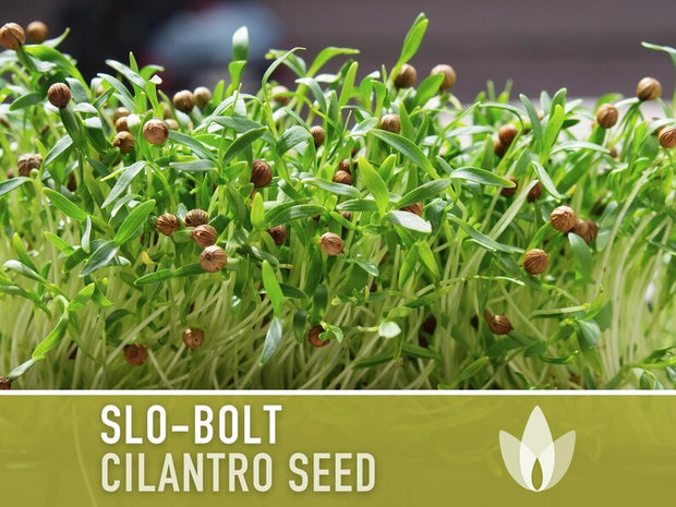 Slo-Bolt Cilantro Seeds - Heirloom Seeds, Culinary Herb Seeds, Medicinal Herb Seeds, Open Pollinated, Non-GMO