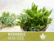 Wormwood Organic Medicinal Herb Seeds - Artemisia Absinthium, Heirloom, Non-GMO