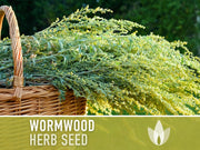 Wormwood Organic Medicinal Herb Seeds - Artemisia Absinthium, Heirloom, Non-GMO