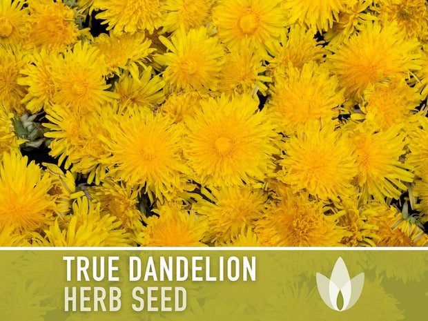 Dandelion, True Flower Seeds - Heirloom Seeds, Fresh Salad, Medicinal Herb, Open Pollinated, Taraxacum Officinale, Non-GMO