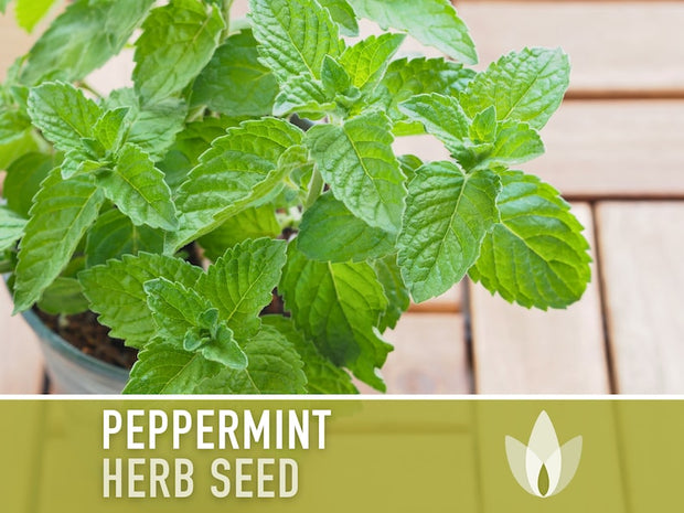 Peppermint Seeds 🌿- Heirloom Seeds, Medicinal Herb Seeds, Culinary Herb Seeds, Open Pollinated, Non-GMO