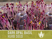 Dark Purple Opal Basil Heirloom Seeds - Culinary Herb, Non-GMO, Open Pollinated