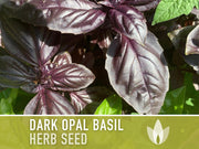 Dark Purple Opal Basil Heirloom Seeds - Culinary Herb, Non-GMO, Open Pollinated