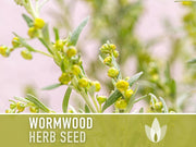 Wormwood Organic Medicinal Herb Seeds - Artemisia Absinthium, Heirloom, Non-GMO